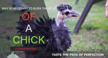 Burning Beaks: Necessary Pain for Chicks' Future Gain