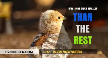 Why One Chick is Smaller: Understanding Uneven Growth in Hatchlings
