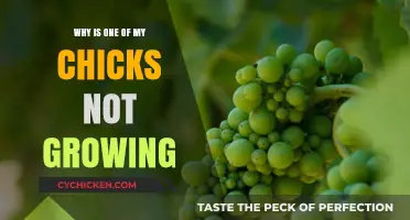Why Is My Chick Lagging? Understanding Uneven Growth in Chicks