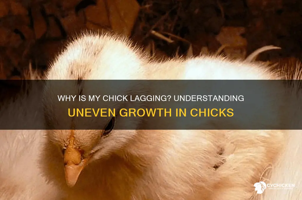 why is one of my chicks not growing
