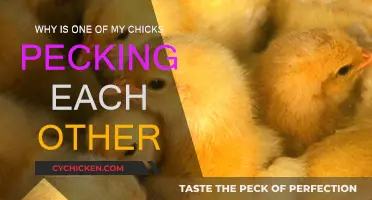 Understanding Unnatural Pecking Orders in Chickens