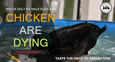 Mysterious Male Duck and Chicken Deaths: Why?
