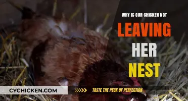 Why Your Broody Hen Won't Leave Her Nest: Understanding Chicken Behavior