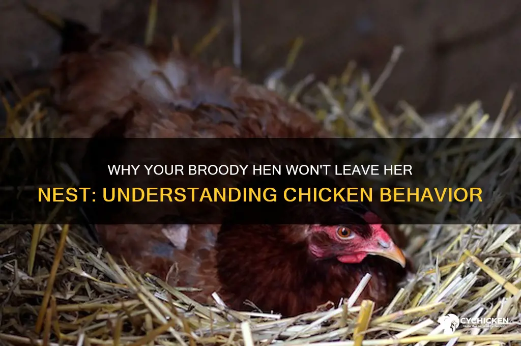 why is our chicken not leaving her nest