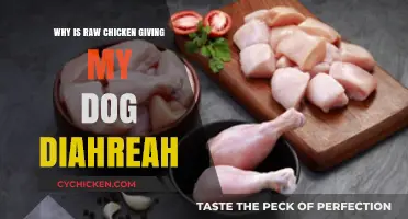 Raw Chicken and Dog Diarrhea: Understanding the Risky Connection
