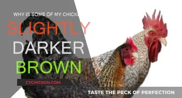 Chicken Cooking: Why the Color Varies