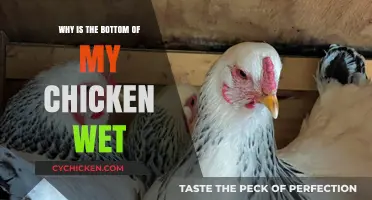 Why Is the Bottom of My Chicken Wet? Causes and Solutions