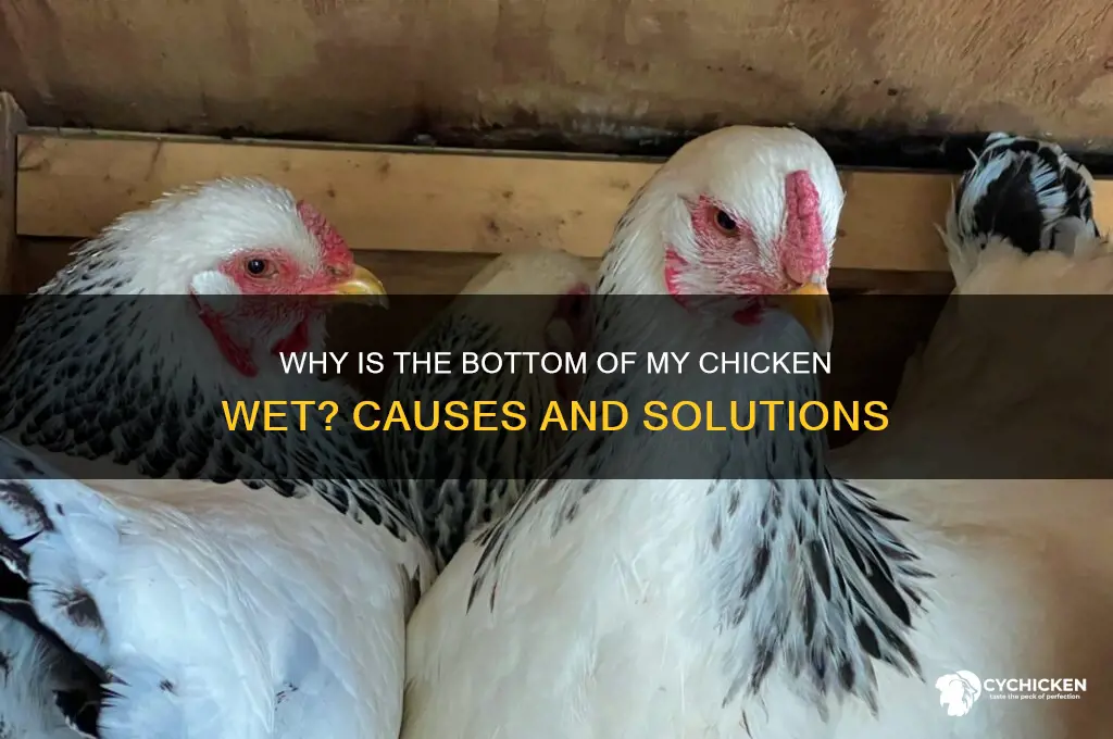 why is the bottom of my chicken wet