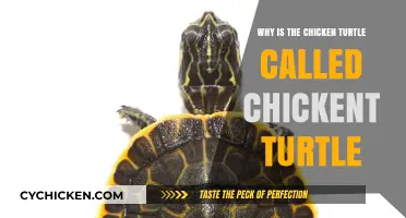 Why the Chicken Turtle Got Its Unique Name: Unraveling the Mystery