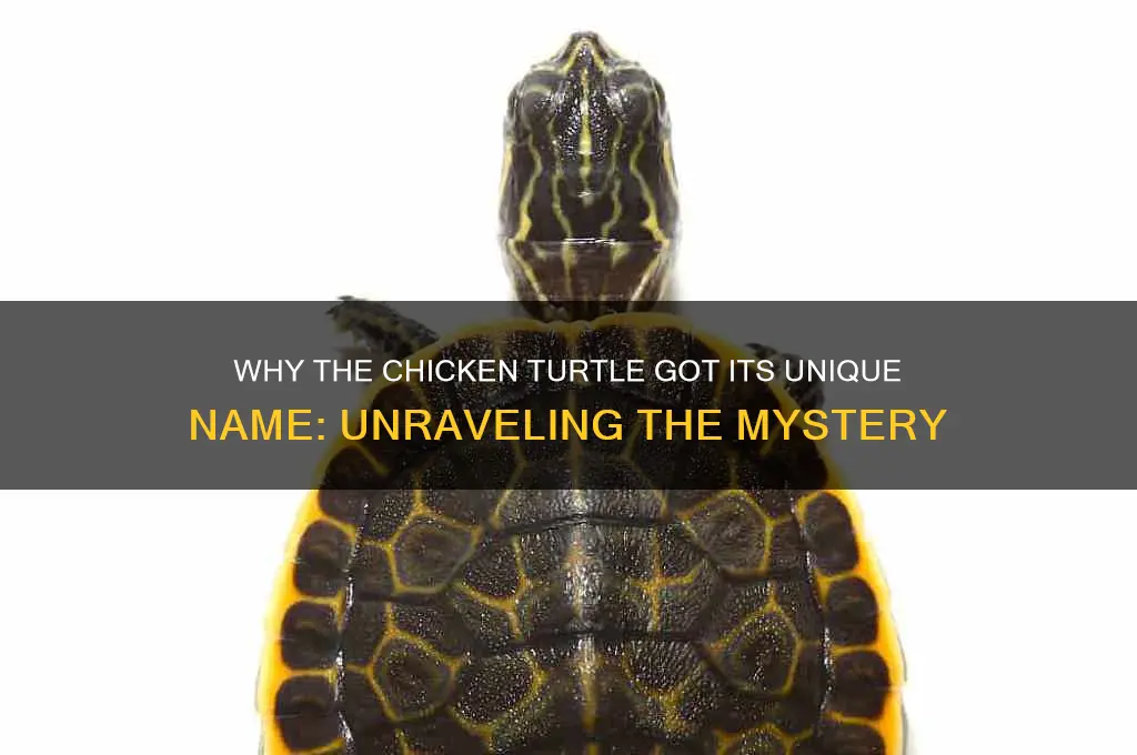 why is the chicken turtle called chickent turtle