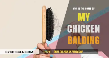 Why Is My Chicken's Comb Balding? Causes and Solutions