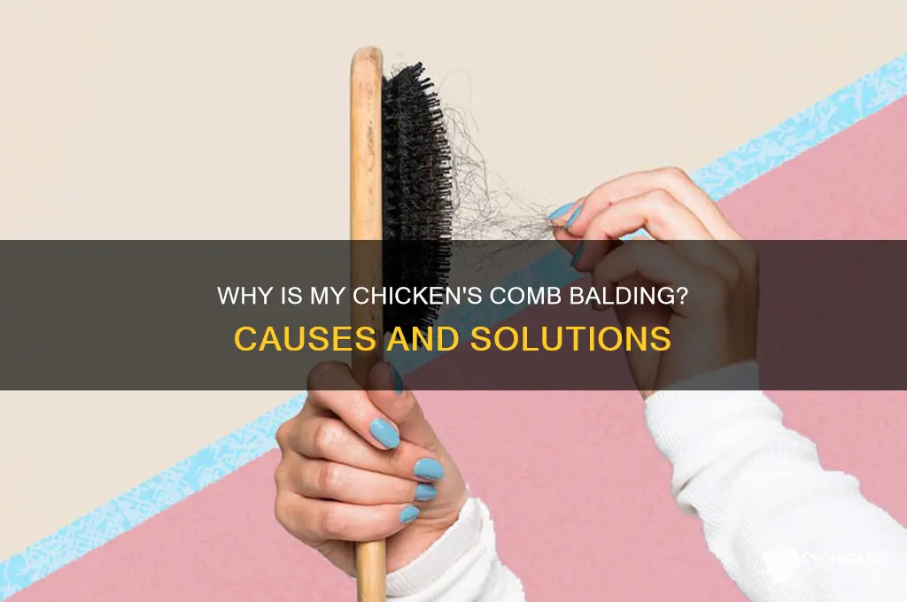 why is the comb of my chicken balding