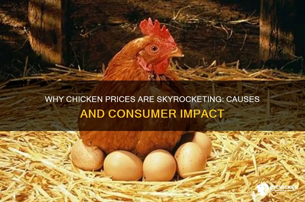why is the cost of chicken so high