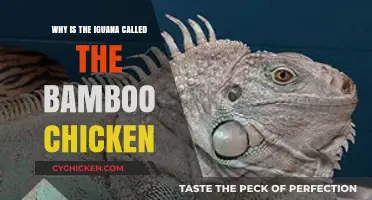 Unveiling the Bamboo Chicken Mystery: The Surprising Iguana Connection