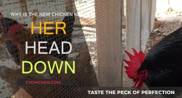 What's Wrong with My Chicken?