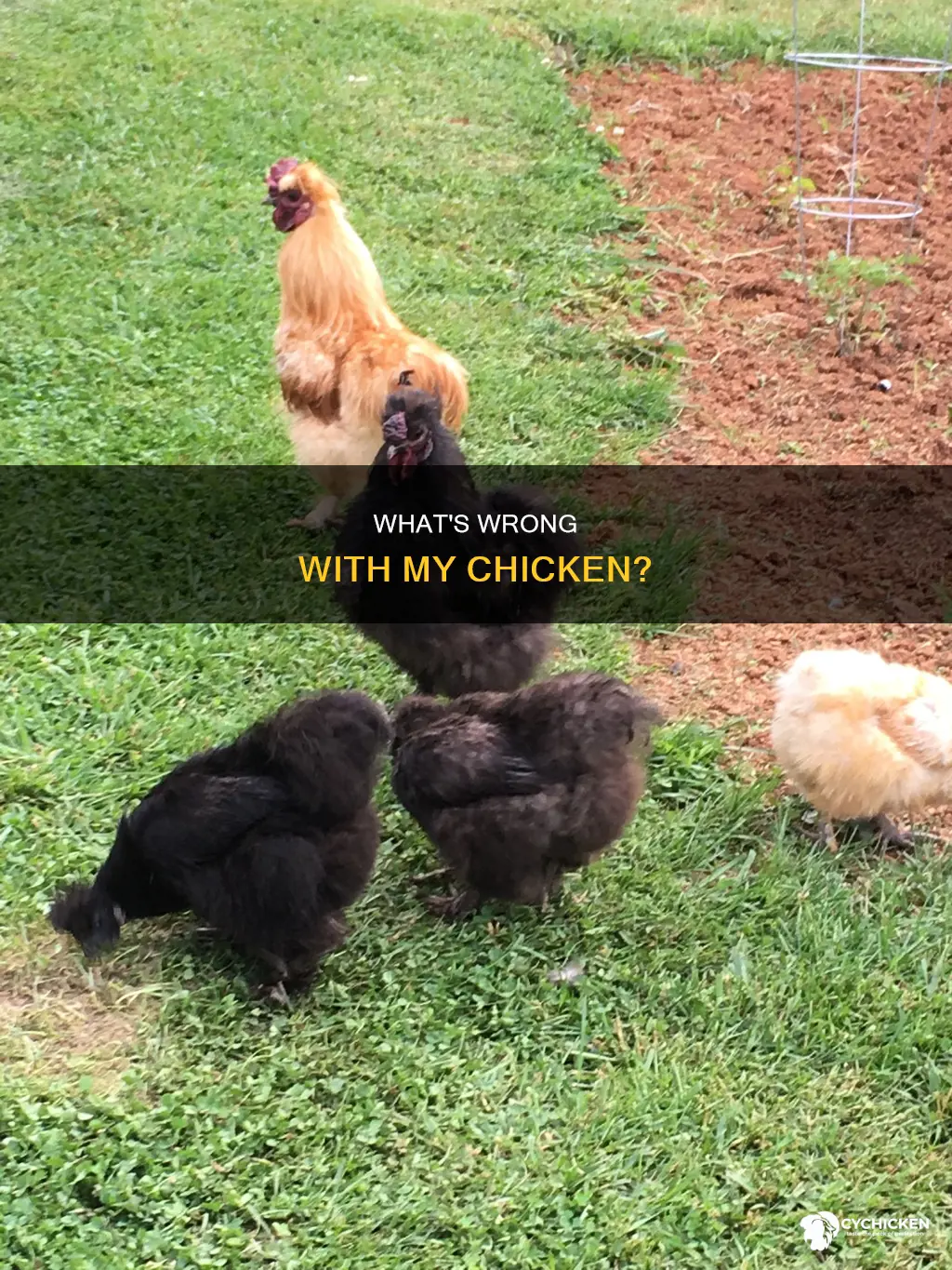 why is the new chicken keep her head down