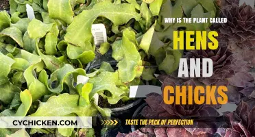 Hens and Chicks: Unveiling the Fascinating Name Behind This Succulent Plant