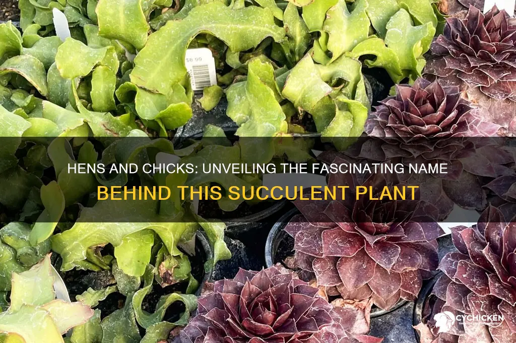 why is the plant called hens and chicks