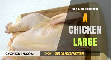 Why Chickens Have Large Sternums: Uncovering the Evolutionary Advantage