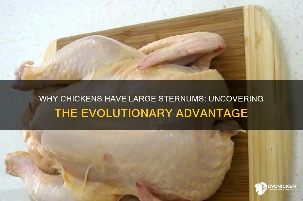 why is the sternum of a chicken large