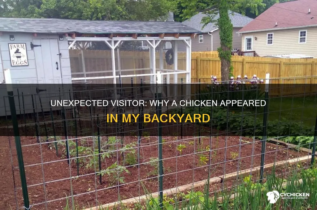why is there a chicken in my backyard