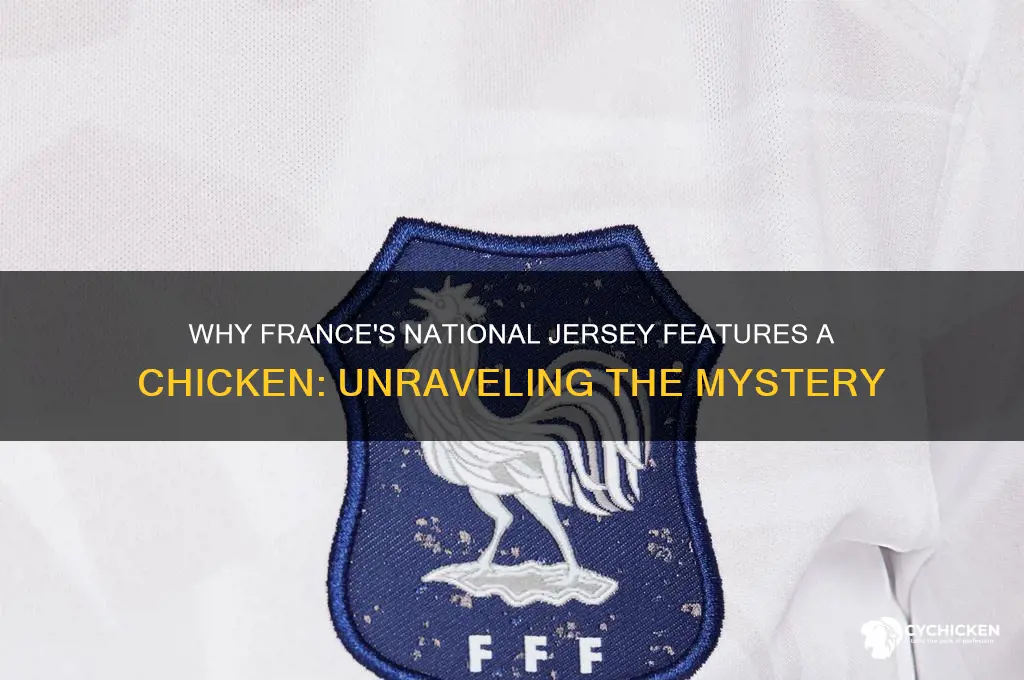 why is there a chicken on france jersey