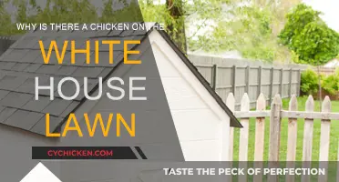 The White House's Unexpected Chicken Visitor: Why?