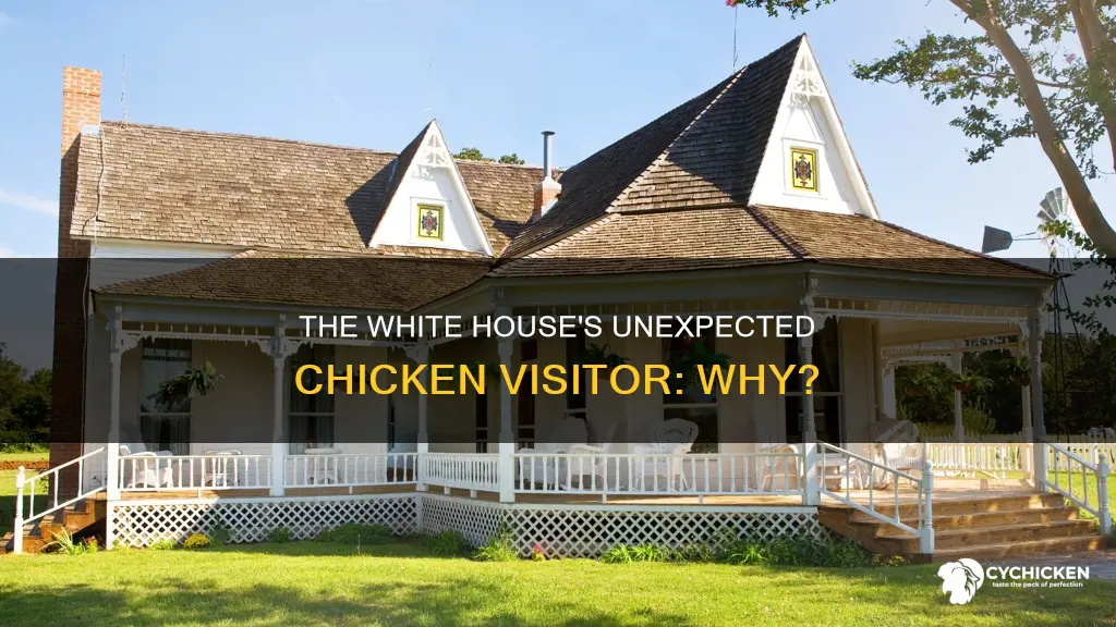 why is there a chicken on the white house lawn