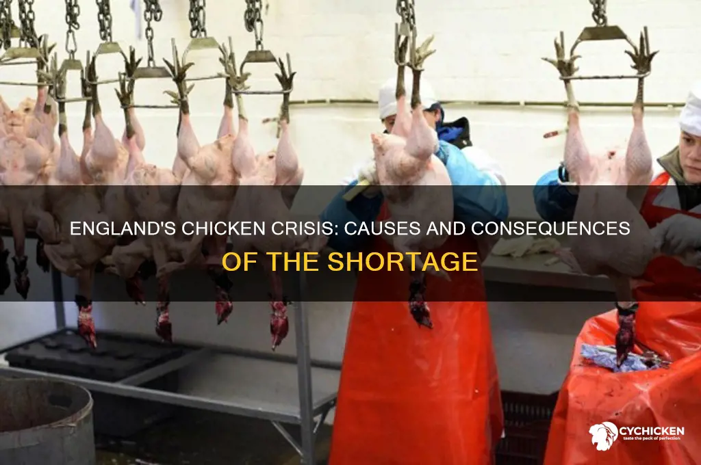 why is there a chicken shortage in england