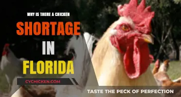 Florida's Chicken Shortage: Causes, Impact, and Solutions Explained