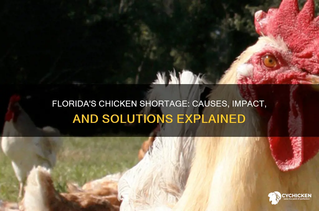 why is there a chicken shortage in florida