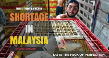 Malaysia's Chicken Shortage: Causes, Impact, and Potential Solutions Explained