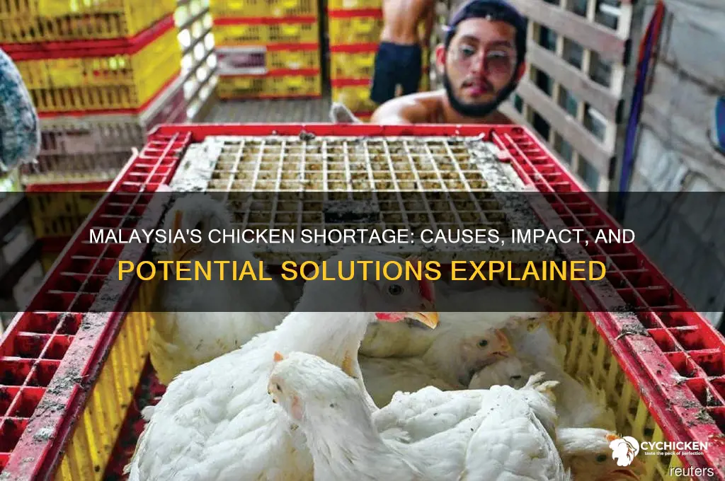 why is there a chicken shortage in malaysia