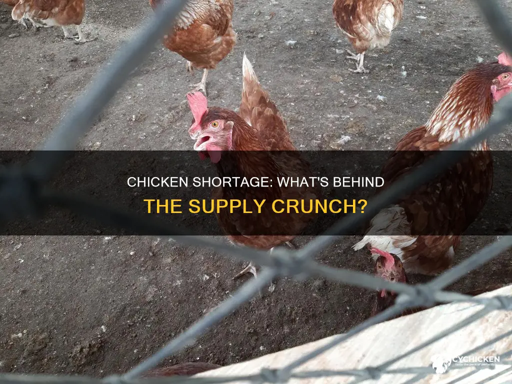 why is there going to be a shortage of chicken