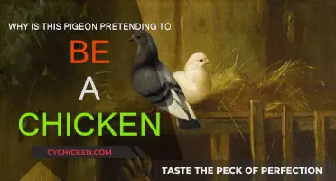 Unveiling the Mystery: Pigeon's Pretentious Chicken Act