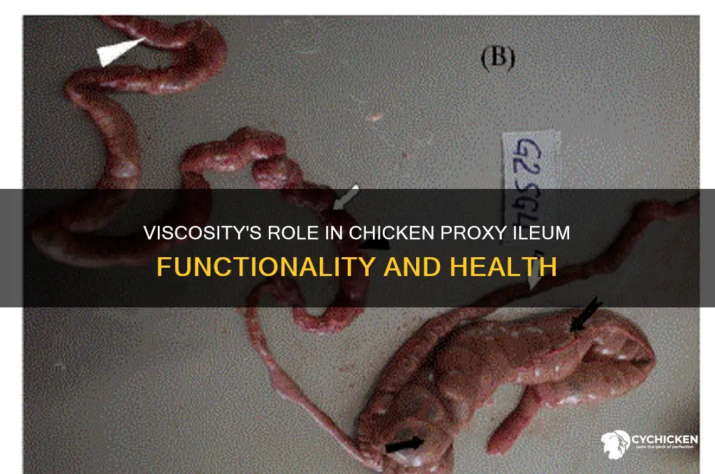 why is viscosity important in chicken proxy ileum