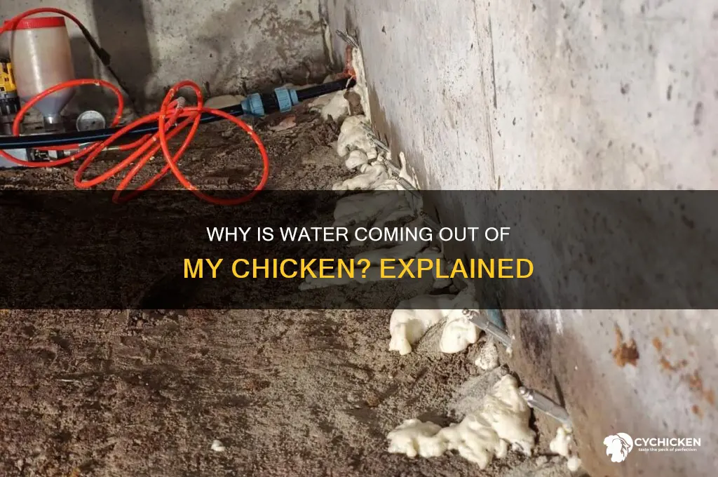 why is water coming out of my chicken