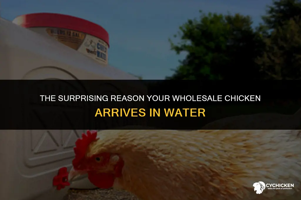 why is whole sale chicken im water when its shipped