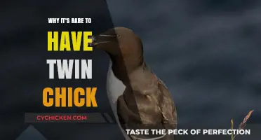 Uncommon Clutches: Understanding the Rarity of Twin Chicks in Nature