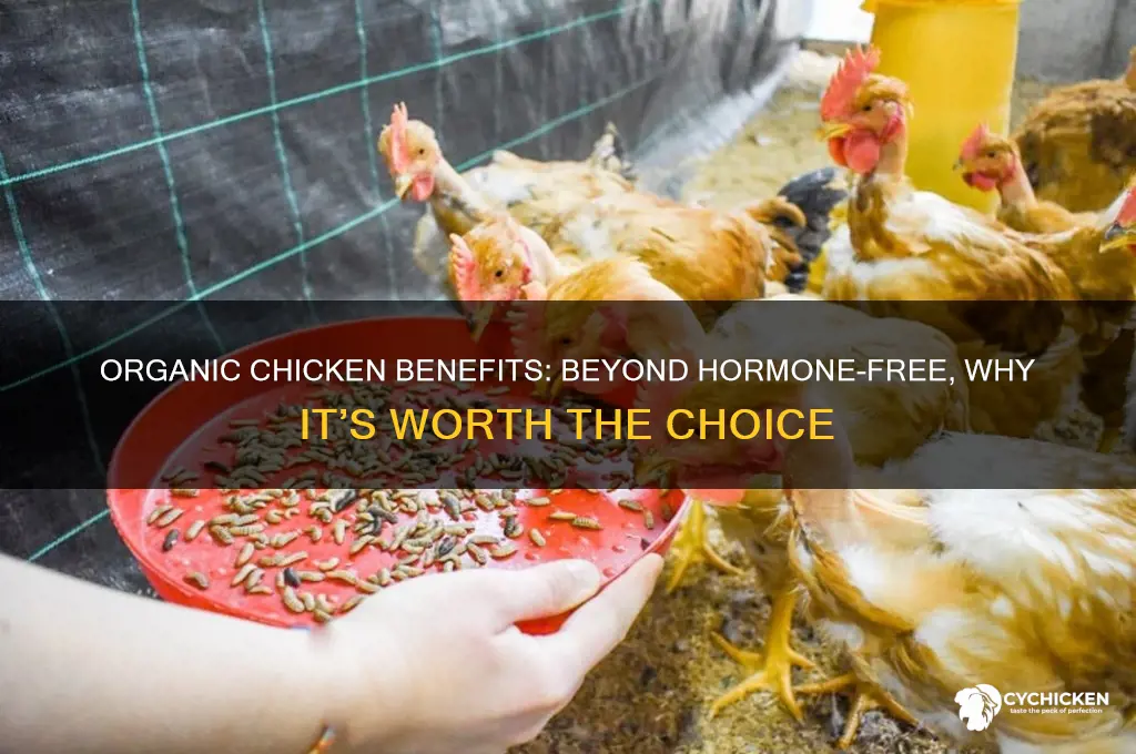 why organic chicken if hicken is hormone free