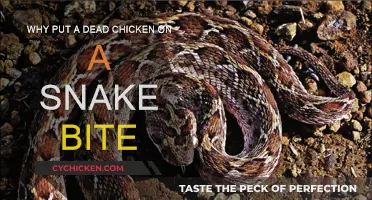 Folk Remedy: Chicken for Snake Bite