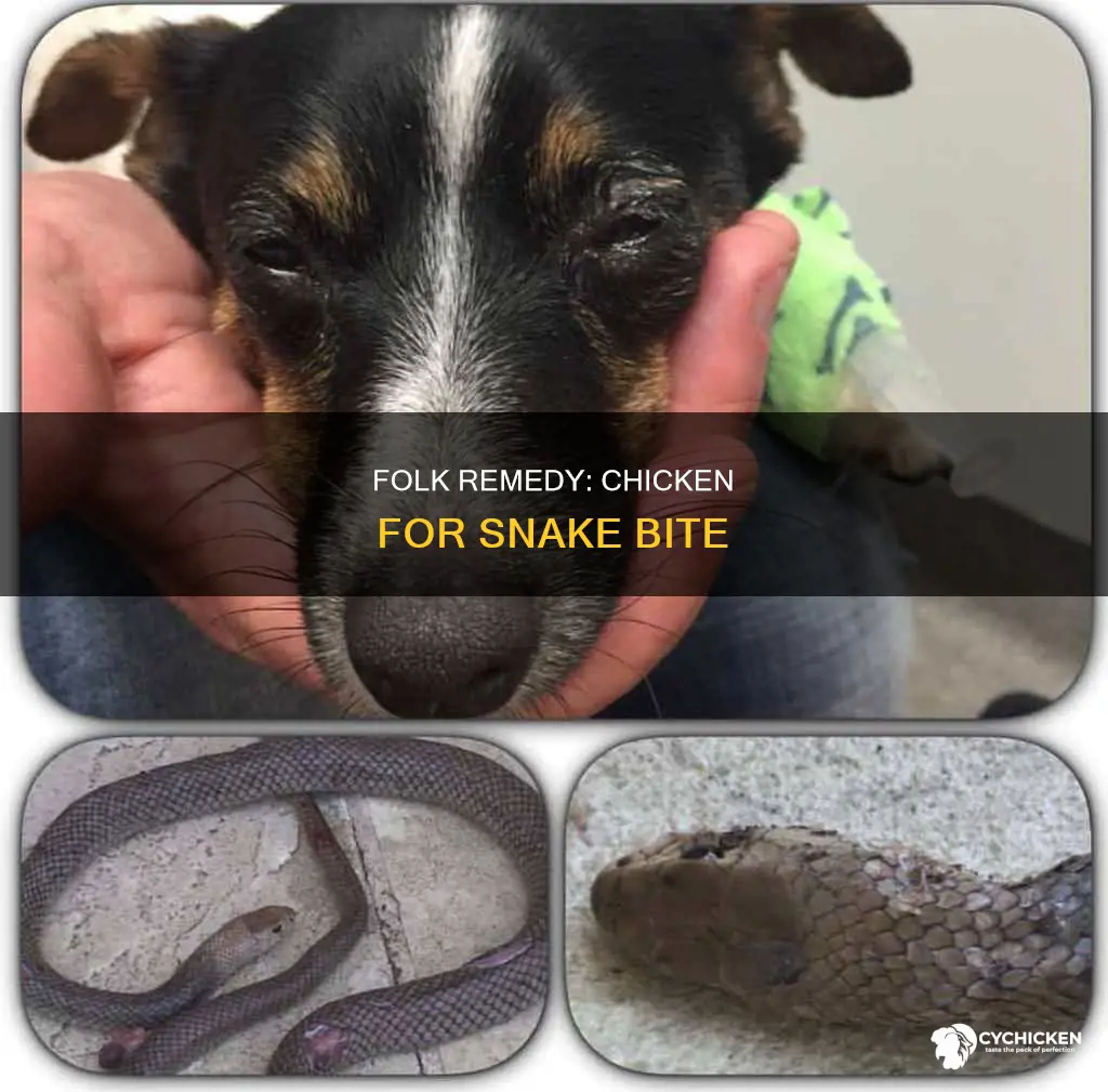 why put a dead chicken on a snake bite