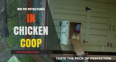 Enhancing Chicken Coops with Potted Plants: Benefits and Tips