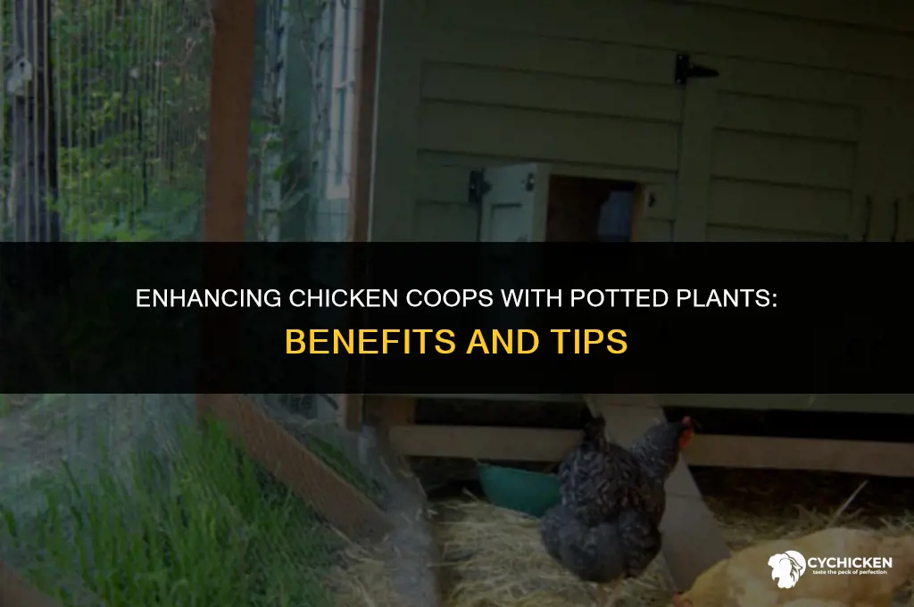 why put potted plants in chicken coop
