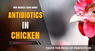 Antibiotics in Chicken: Why Your Health and Food Choices Matter
