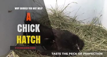 Let Nature Take Its Course: Why Not Helping Chicks Hatch is Best
