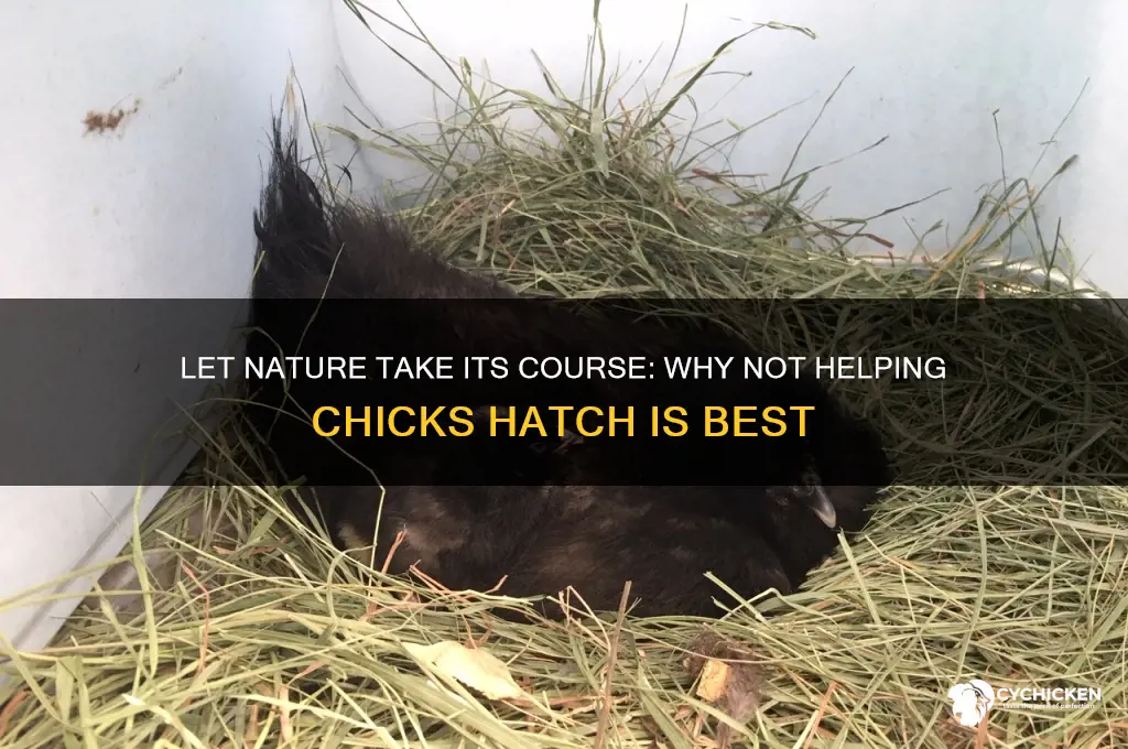 why should you not help a chick hatch
