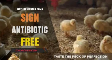 Why Chicken Labels Boast 'Antibiotic-Free': Uncovering the Health and Farming Shift