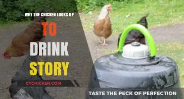 Why Chickens Look Up to Drink: Unraveling the Quirky Tale