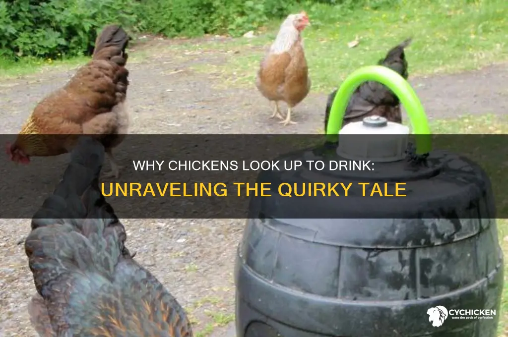 why the chicken looks up to drink story